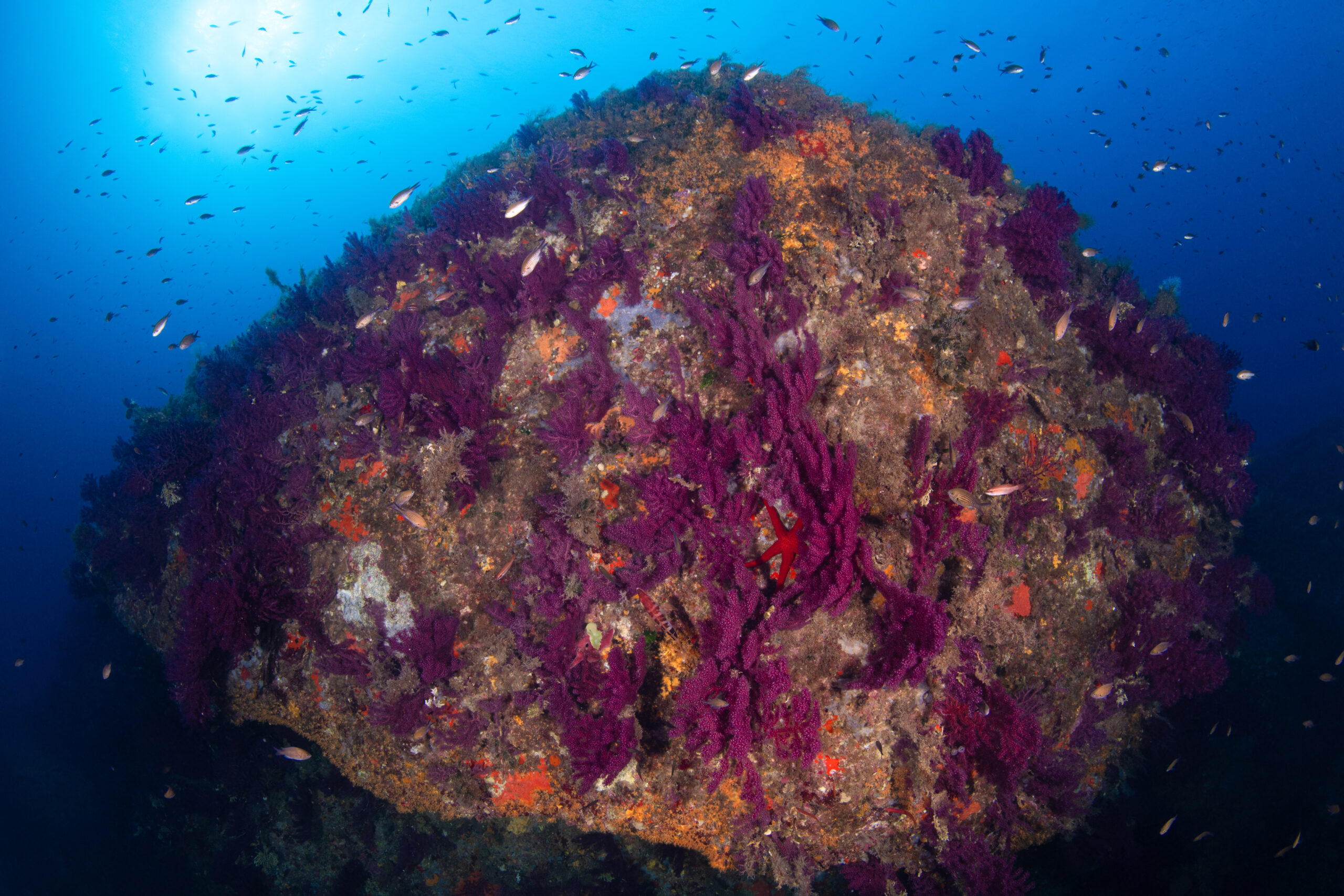 PADI Diving Palau Sardinia